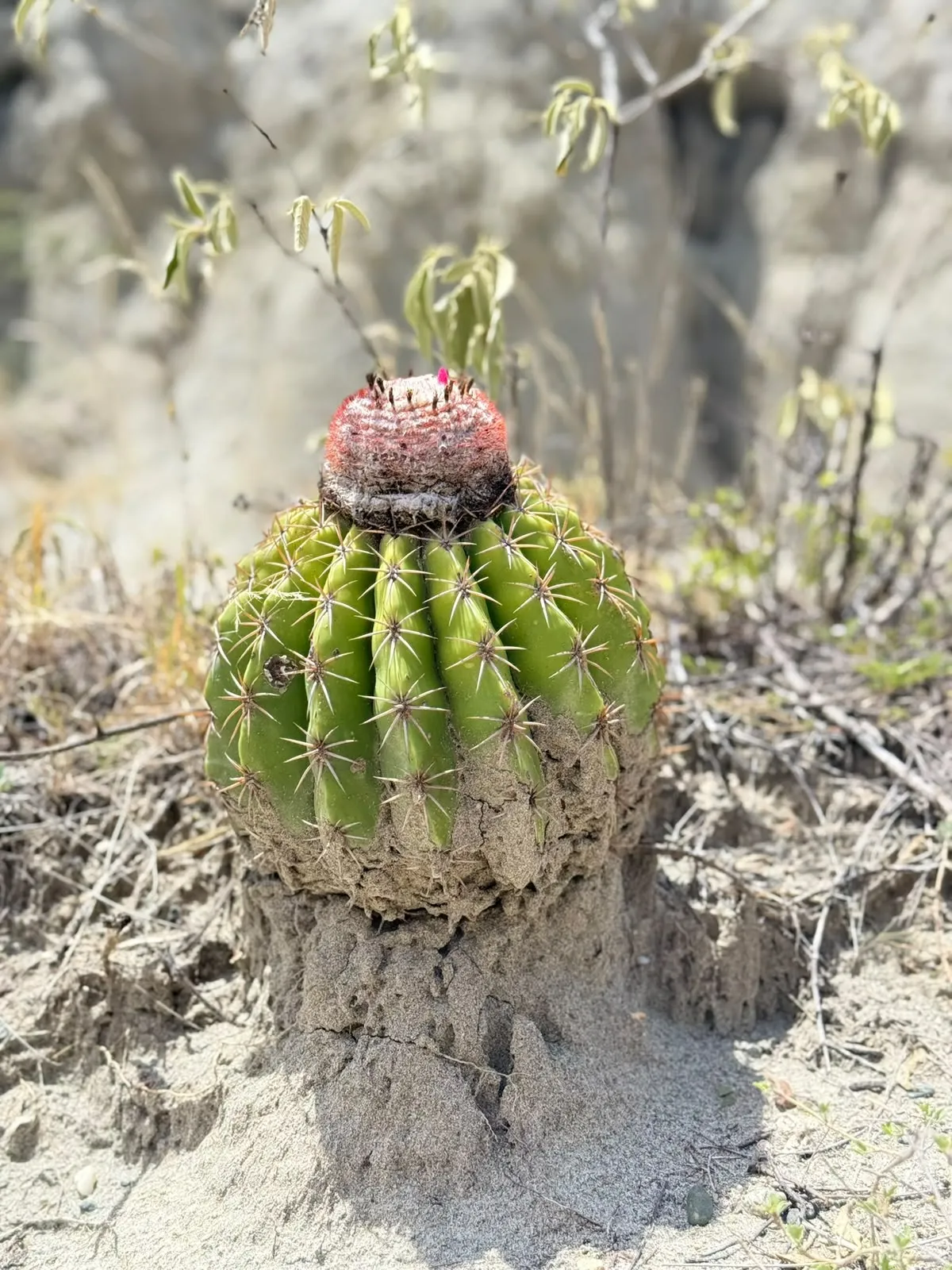 Desierto de la Tatacoa